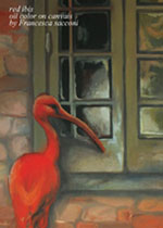 ibis_rosso